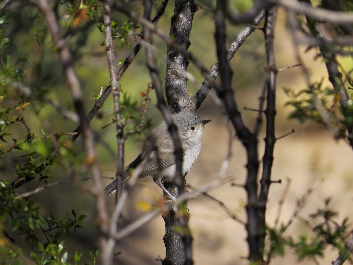 Black-tailed Gnatcatcher - Lois Stacey