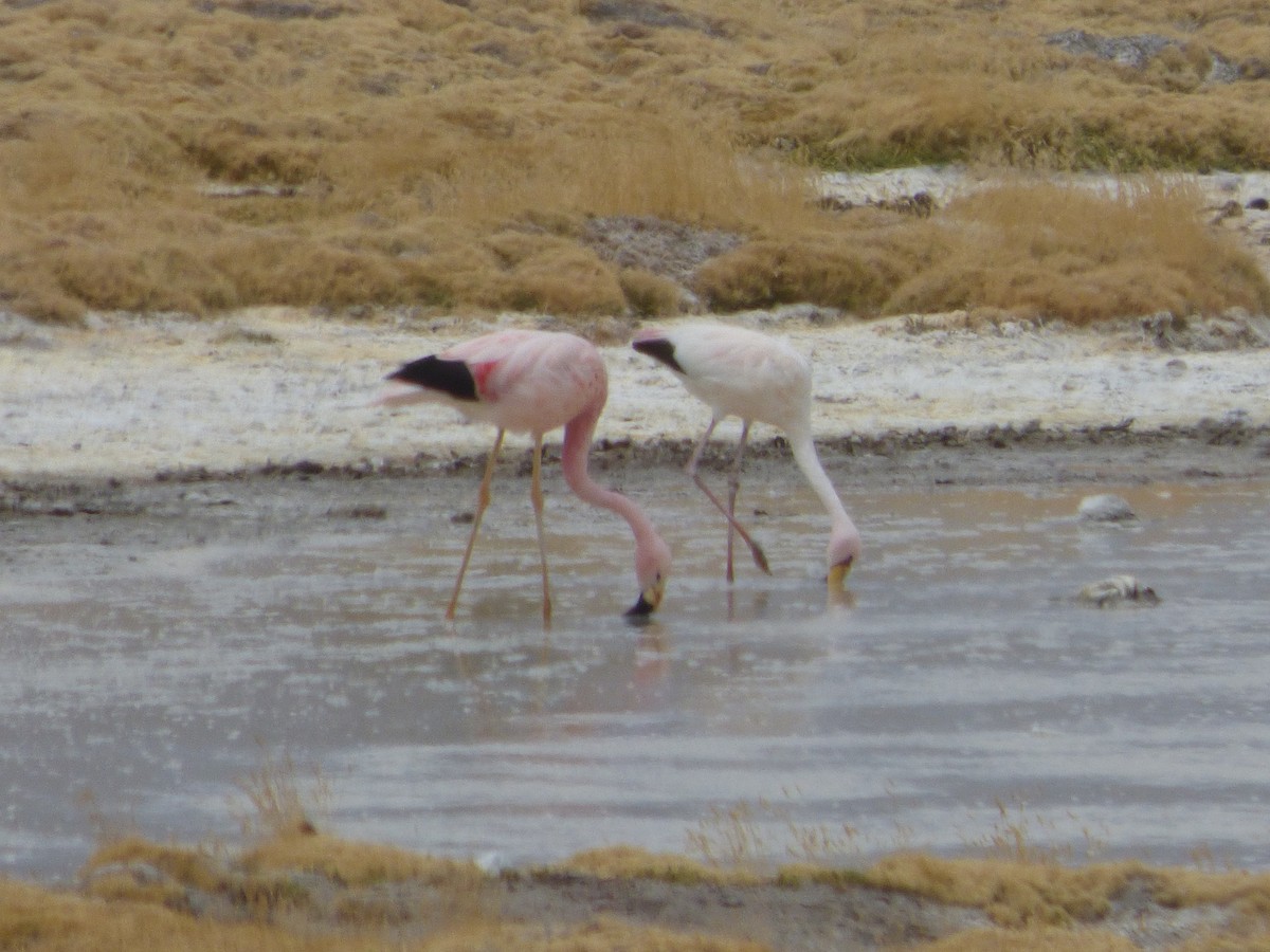 Andean Flamingo - ML554758391