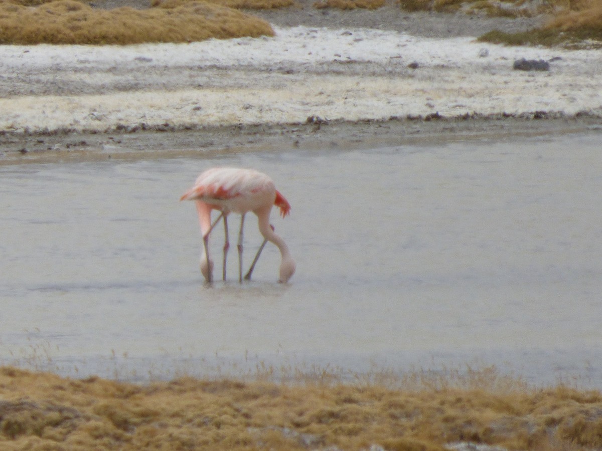 Chilean Flamingo - ML554758691
