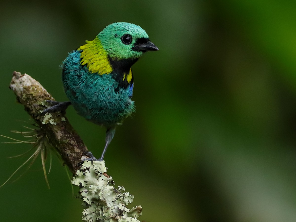 Green-headed Tanager - ML554758891
