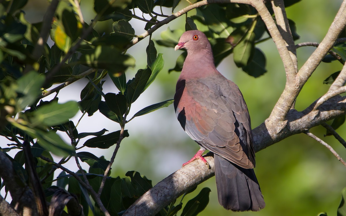 Red-billed Pigeon - ML554759041