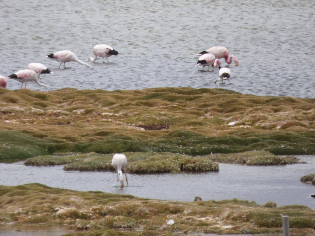 Andean Flamingo - ML554760741