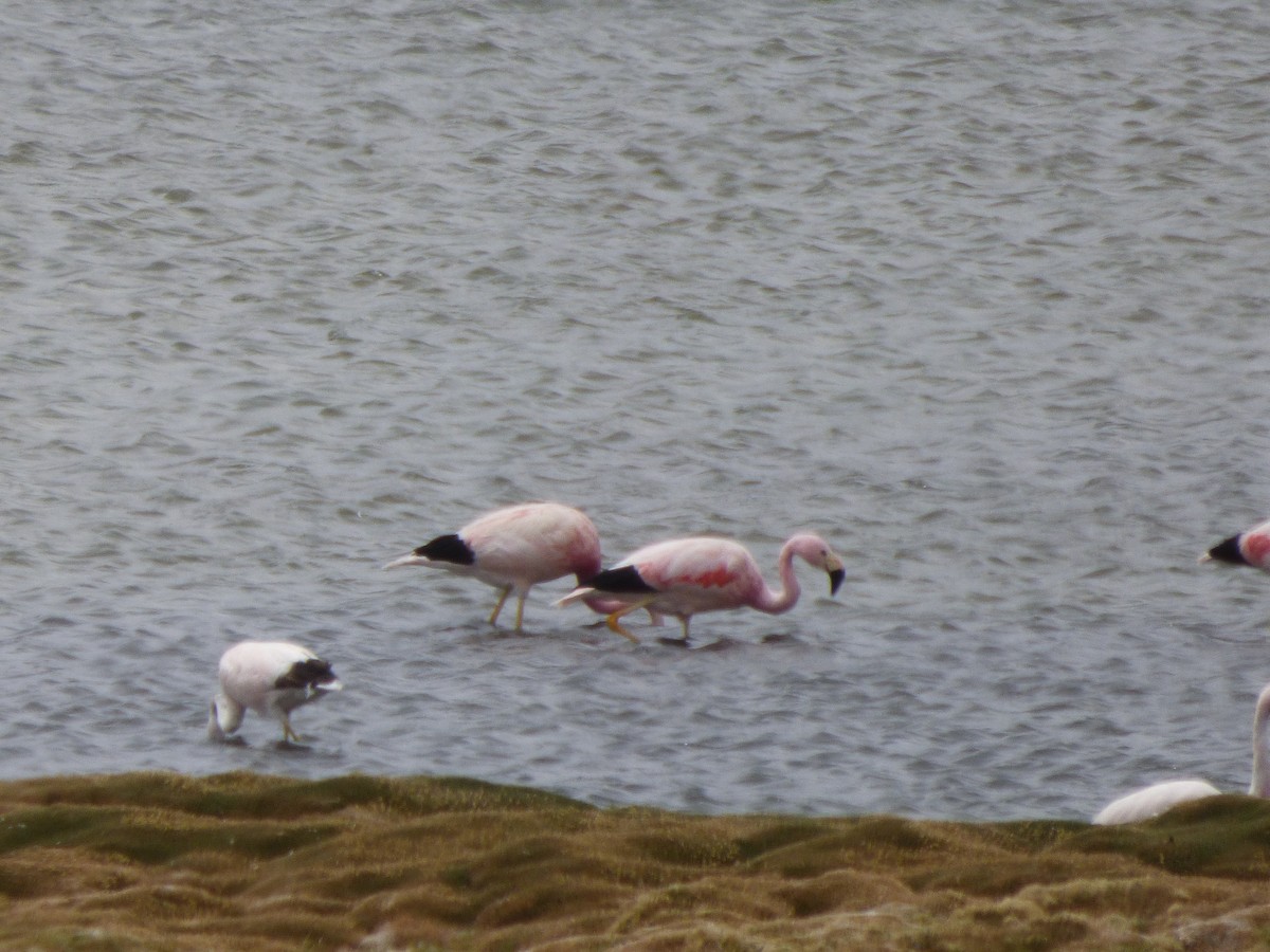 Andean Flamingo - ML554760821