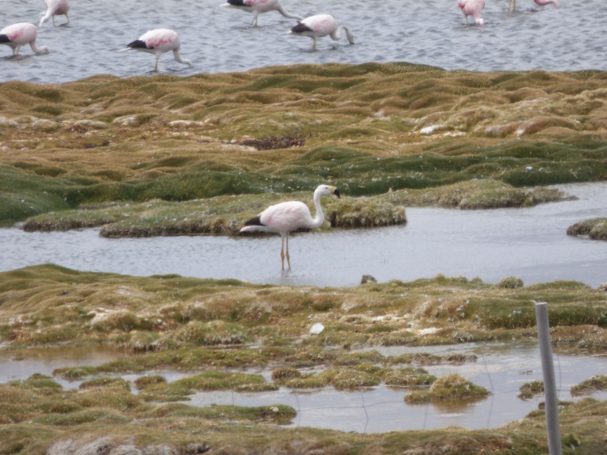 Andean Flamingo - ML554761021