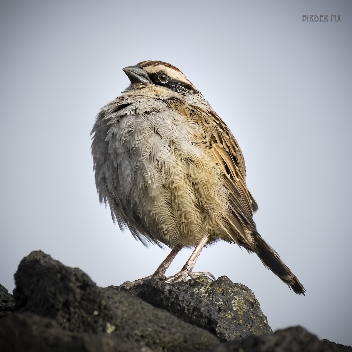 Striped Sparrow - ML554762201