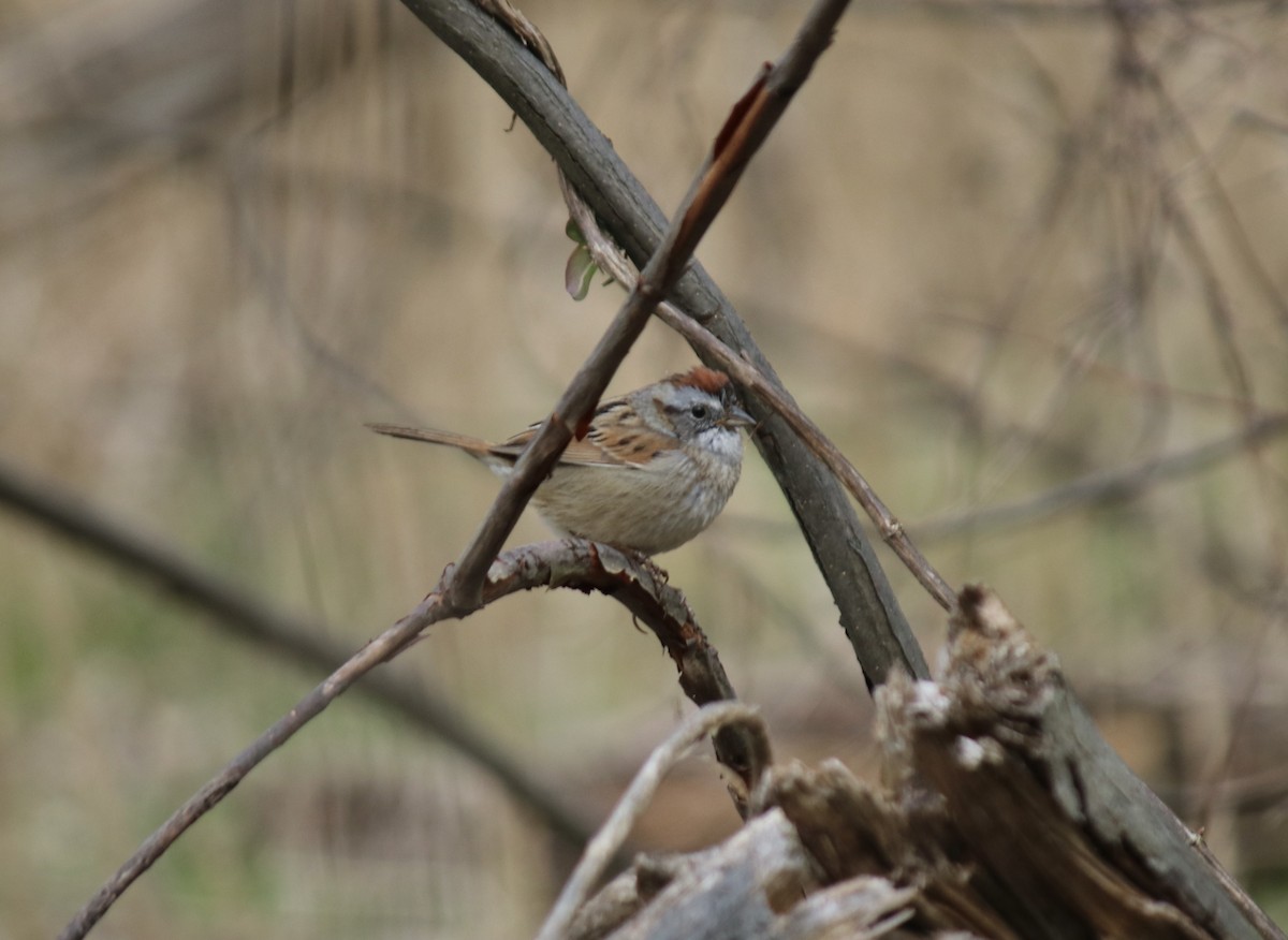 Swamp Sparrow - ML554765461