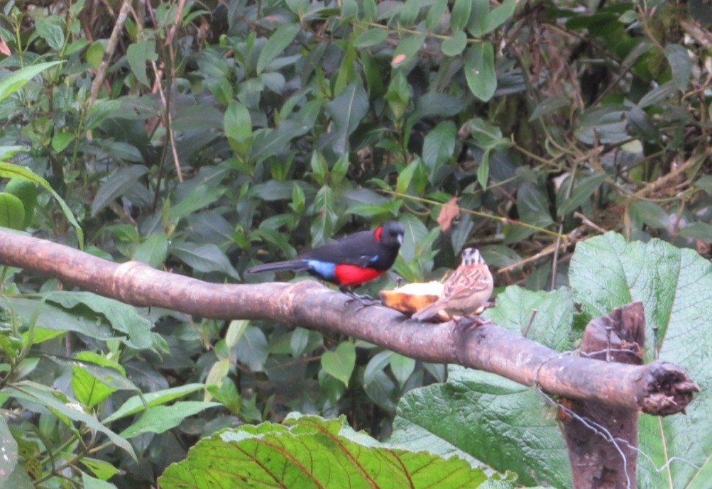 Scarlet-bellied Mountain Tanager - ML554767721