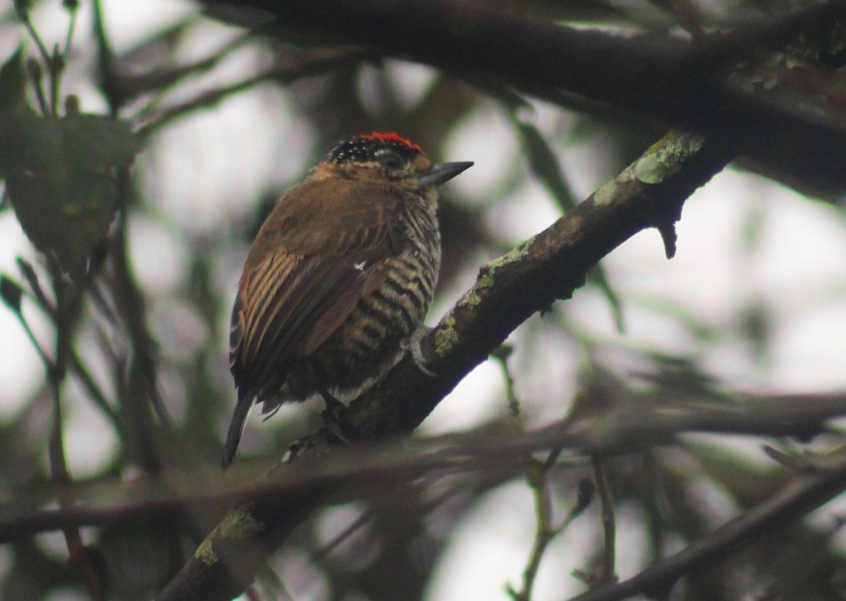 Ochre-collared Piculet - ML554769321
