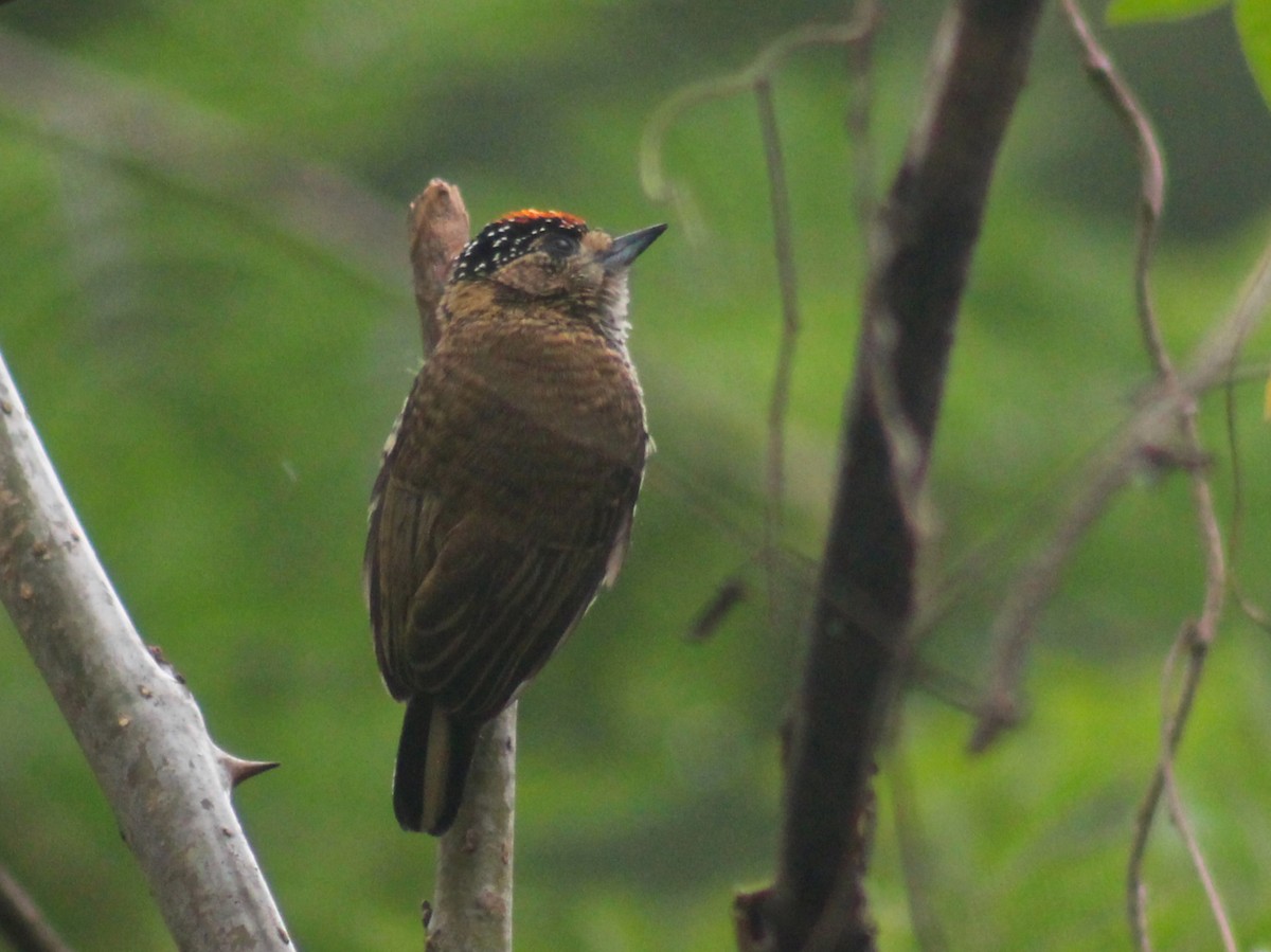 Ochre-collared Piculet - ML554769331