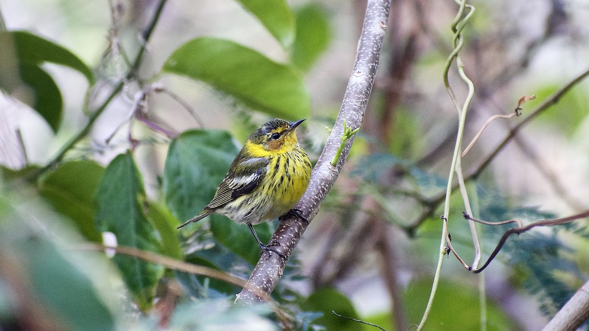 Cape May Warbler - ML554771761