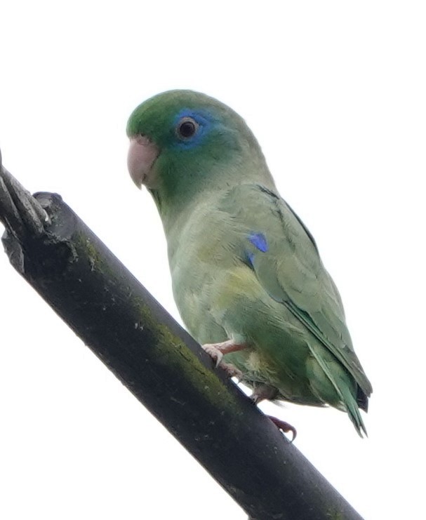 Spectacled Parrotlet - ML554774071
