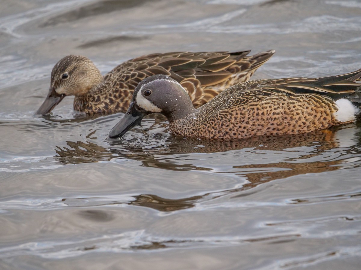 Blue-winged Teal - ML554776731