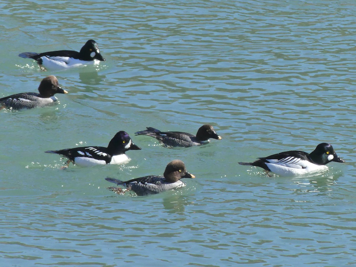 eBird Checklist 7 Apr 2023 EdmontonSir Wilfrid Laurier Park 15