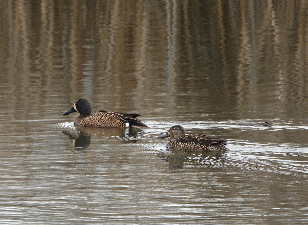 Blue-winged Teal - ML554784161
