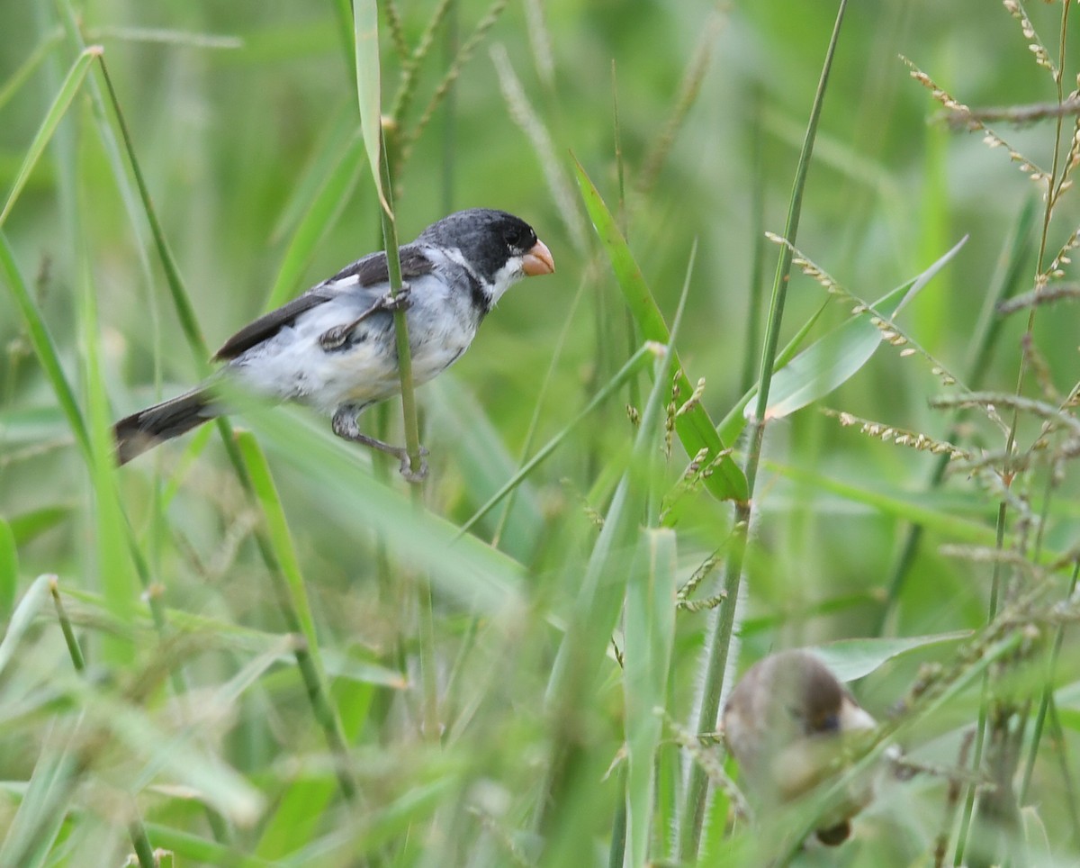 White-throated Seedeater - ML554790201