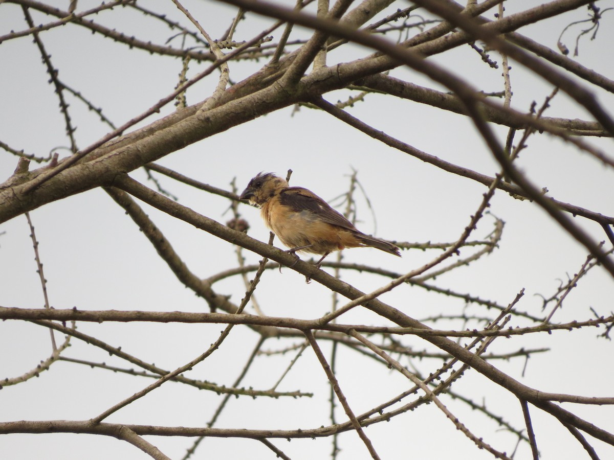 Copper Seedeater - ML554798591