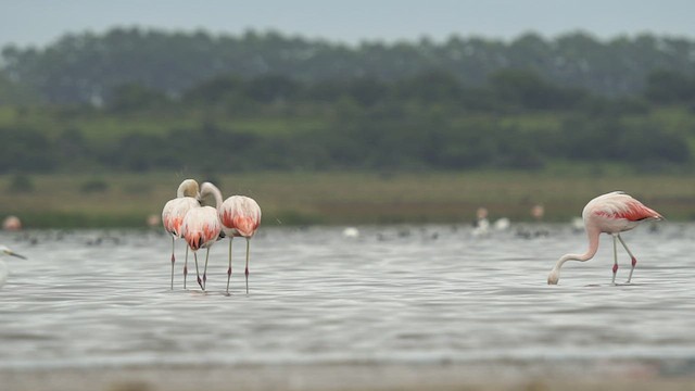 Chilean Flamingo - ML554798711