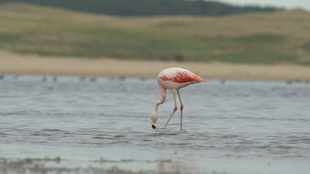Chilean Flamingo - ML554798721