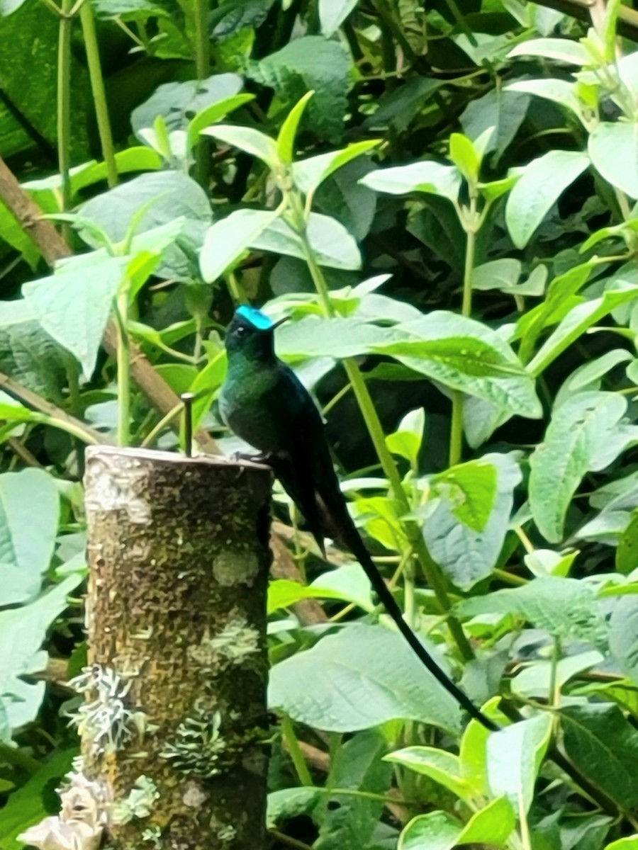 Long-tailed Sylph - ML554799411