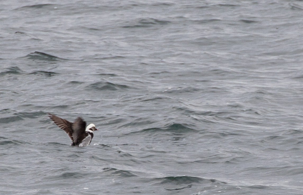 Long-tailed Duck - ML554806791