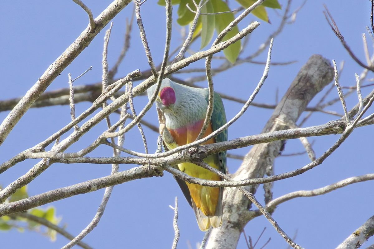 Rose-crowned Fruit-Dove - ML554810791