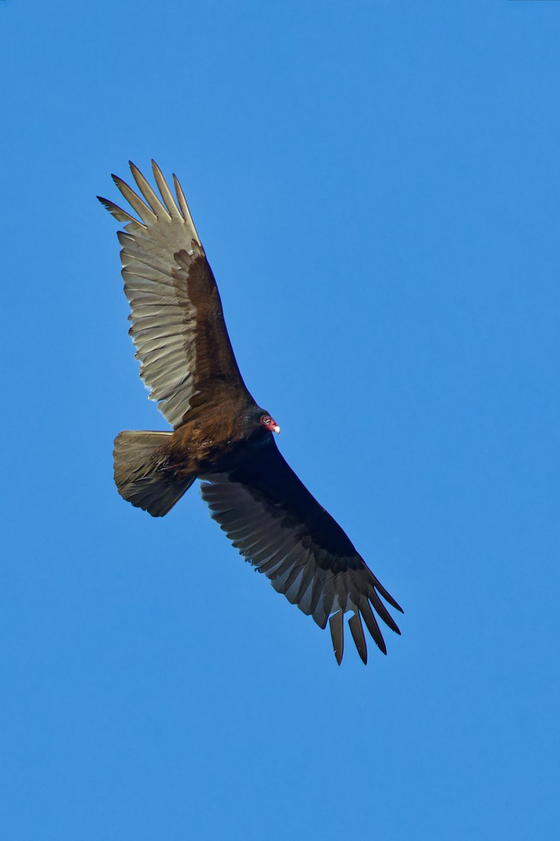 Turkey Vulture - ML554811101