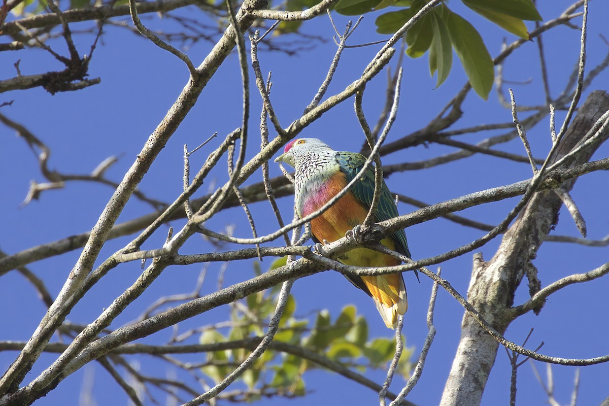 Rose-crowned Fruit-Dove - ML554813271