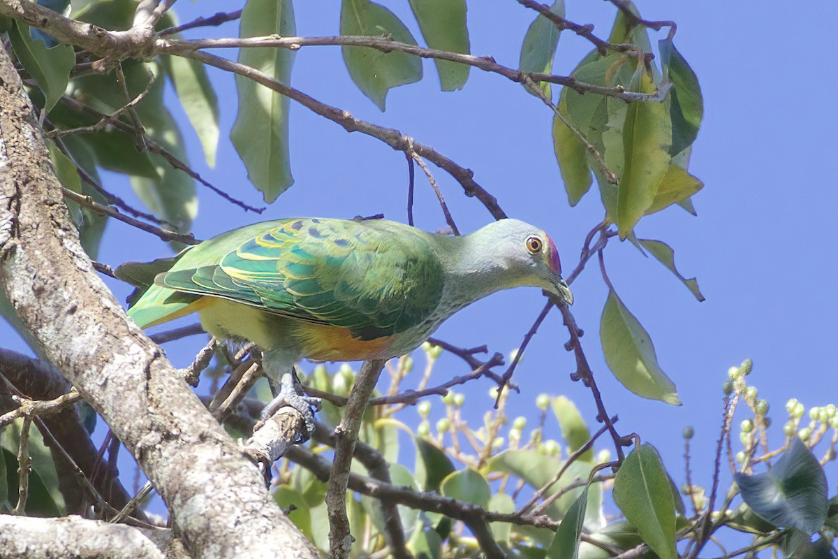 Rose-crowned Fruit-Dove - ML554813541
