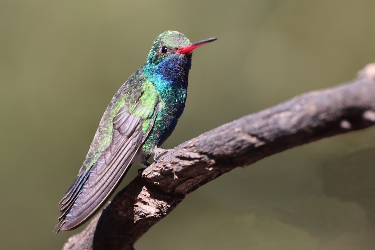 Broad-billed Hummingbird - Johannes Hogrefe