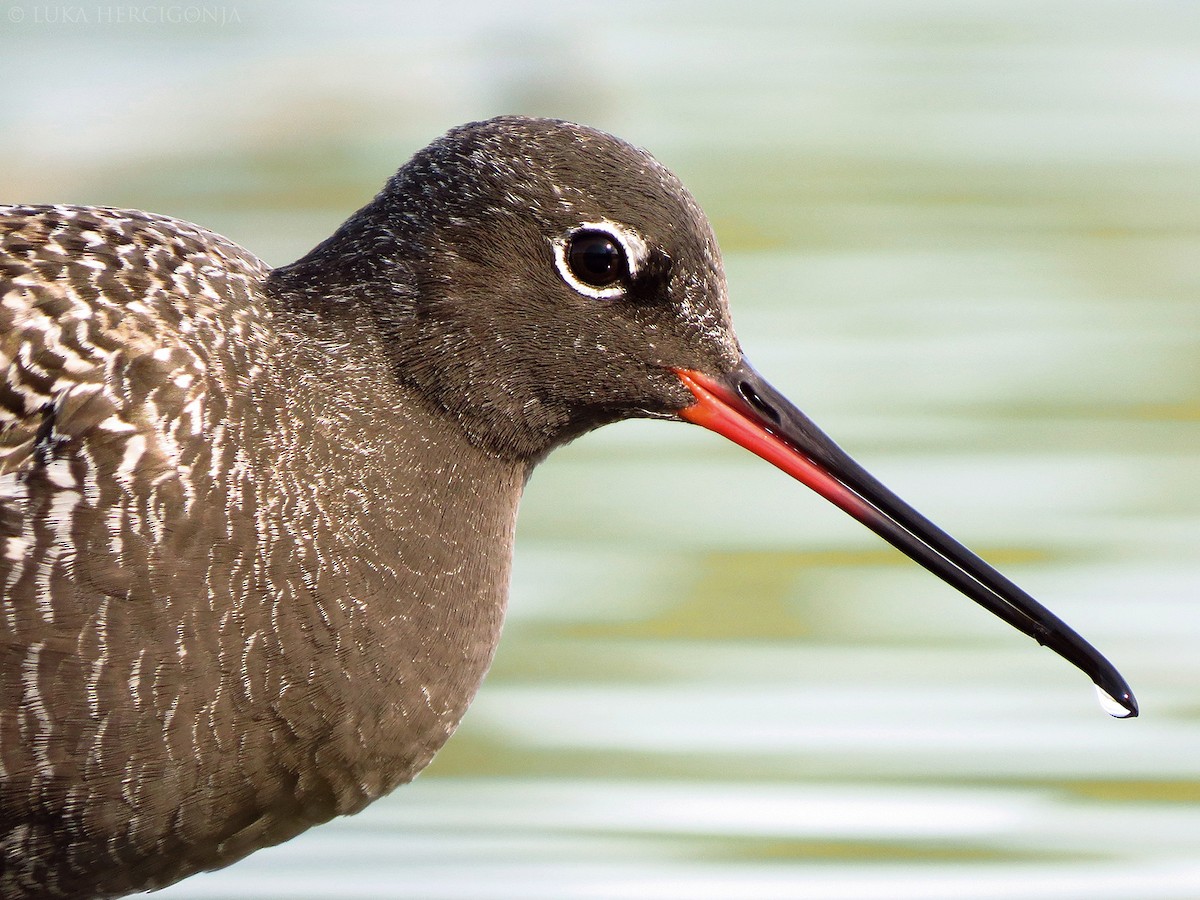 Spotted Redshank - ML55482331