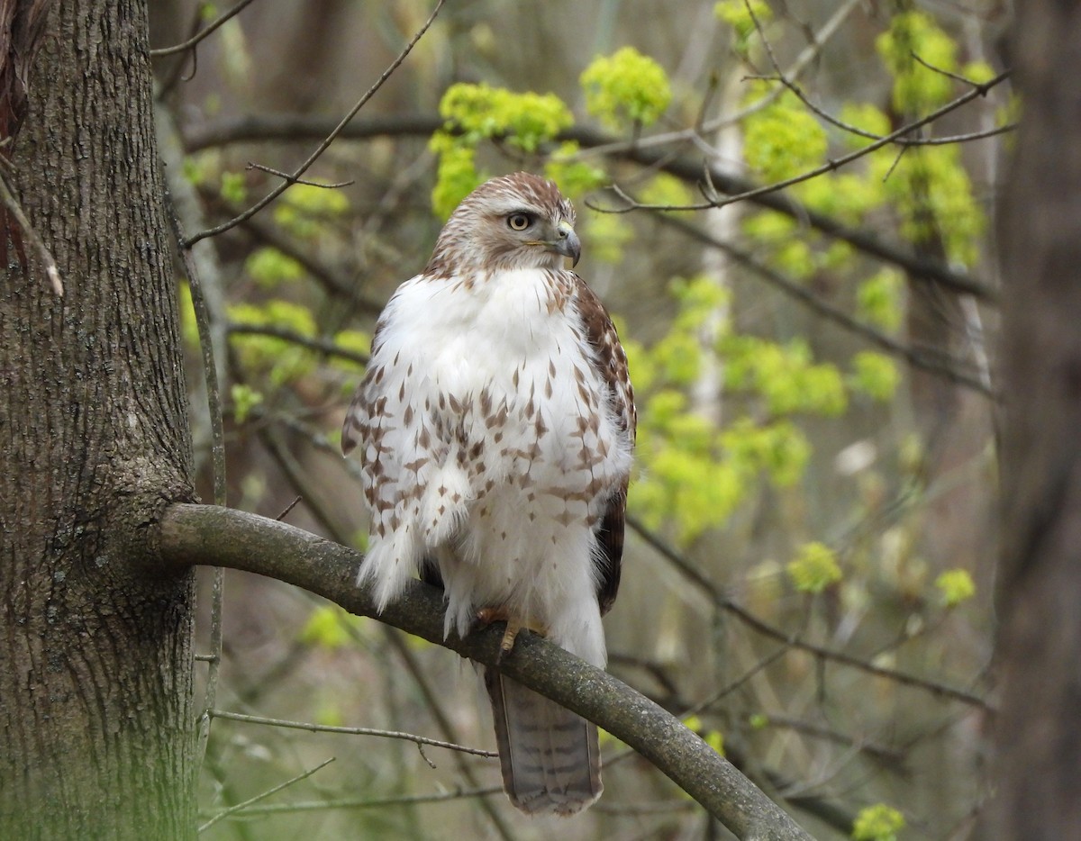 Red-tailed Hawk - ML554823791