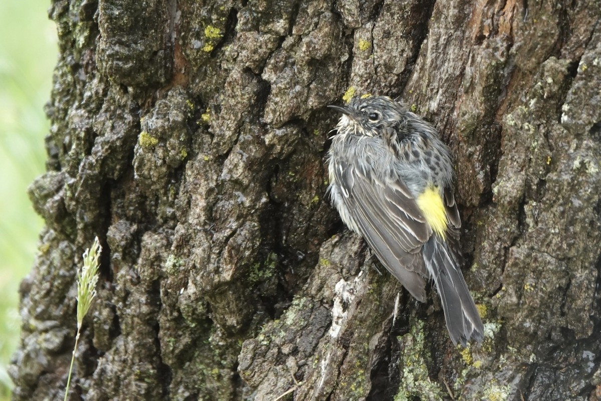 Yellow-rumped Warbler (Myrtle) - Fleeta Chauvigne