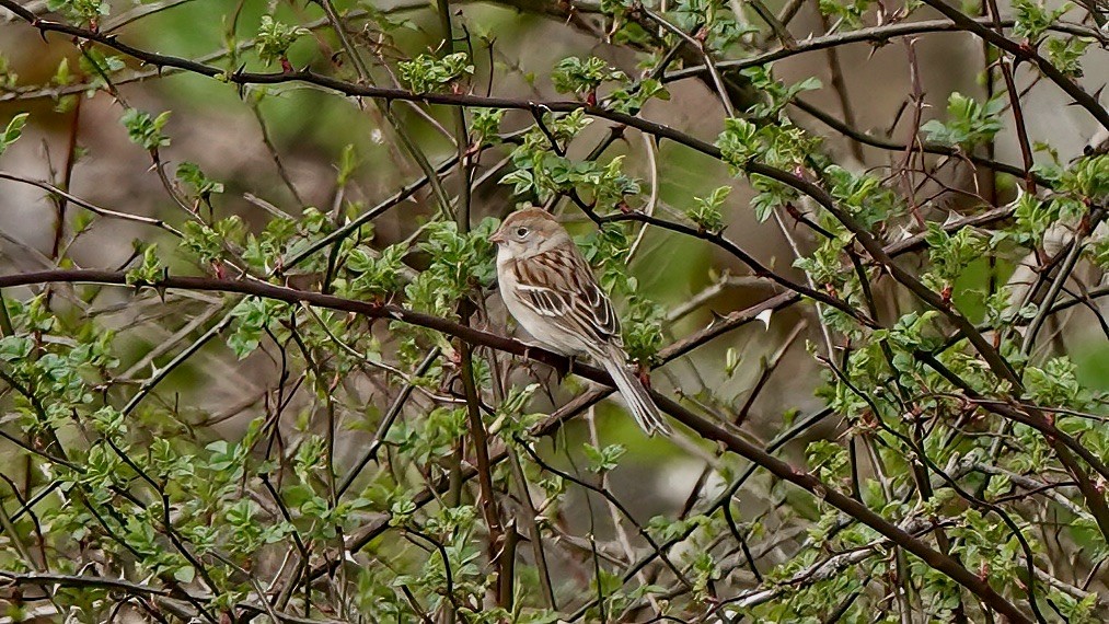 Field Sparrow - ML554826141