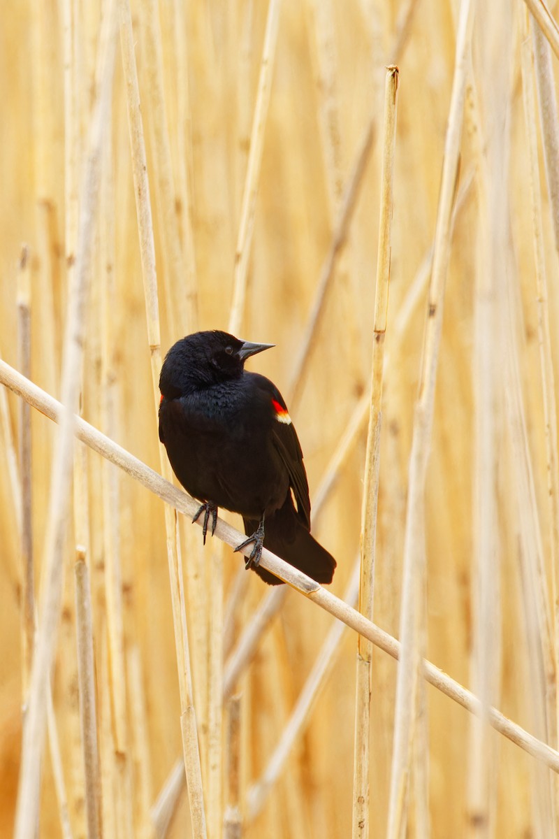 Red-winged Blackbird - ML554827221