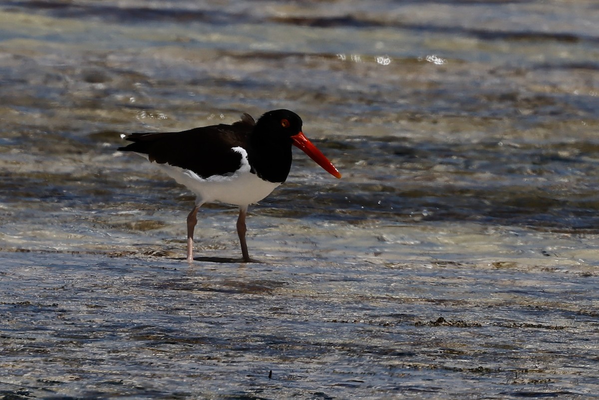 American Oystercatcher - Steve and Cyndi Routledge