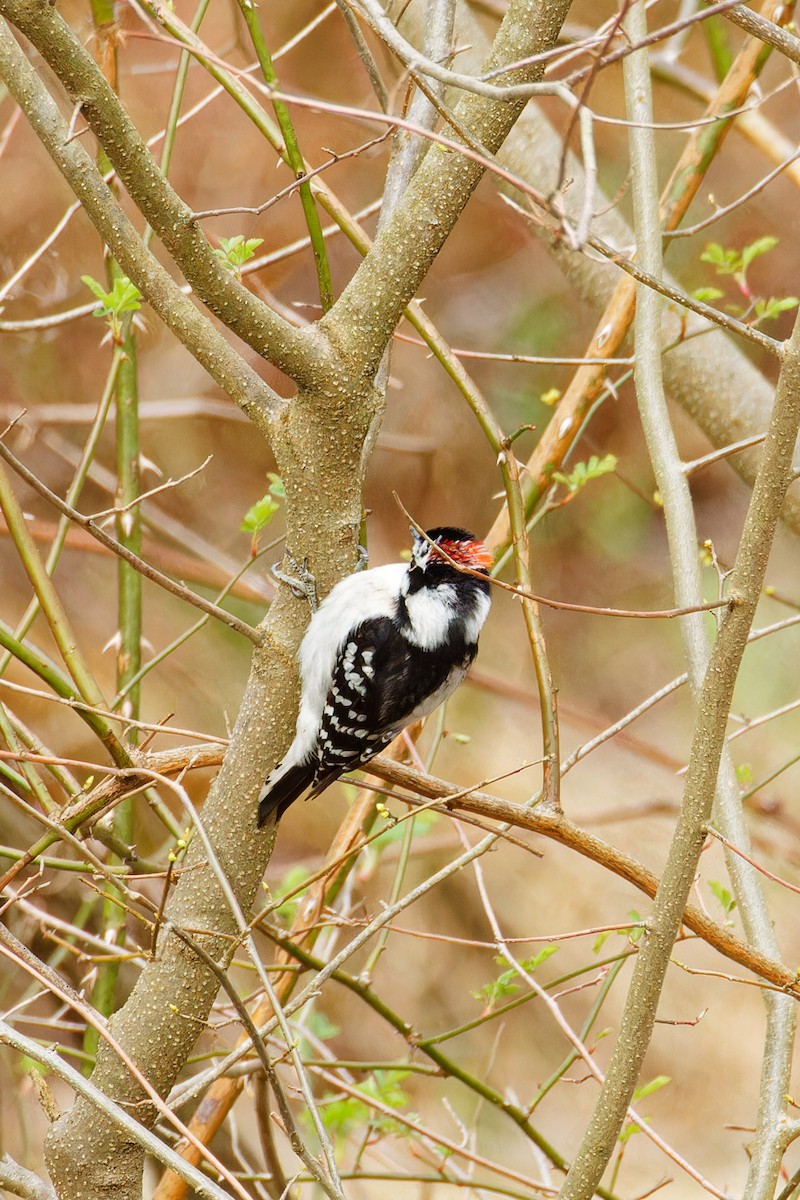 Downy Woodpecker - Ruogu Li