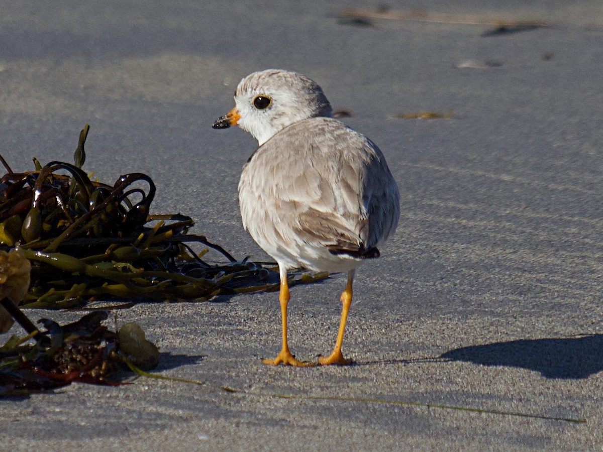 Piping Plover - ML554829421
