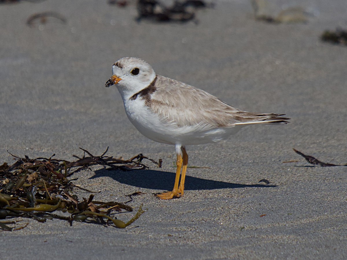 Piping Plover - ML554829491