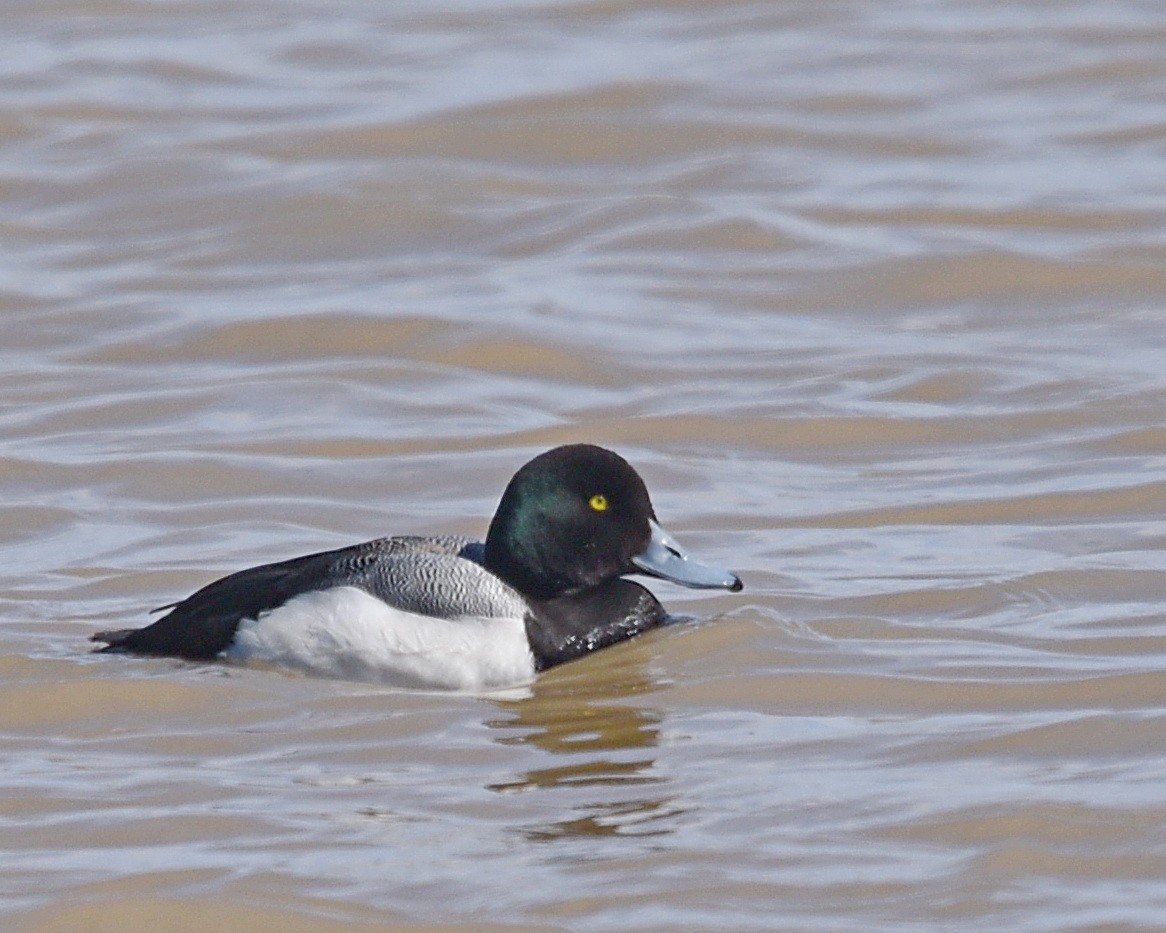 Greater Scaup - ML554830401