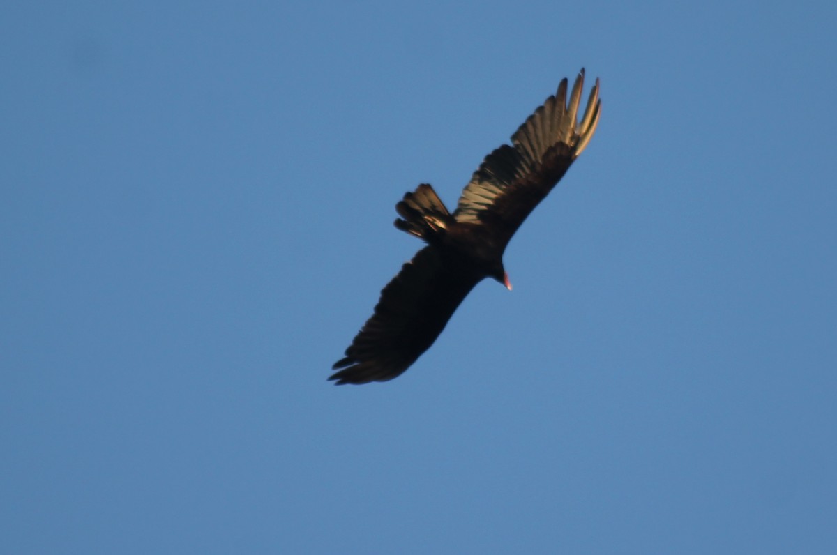 Turkey Vulture - ML554831921