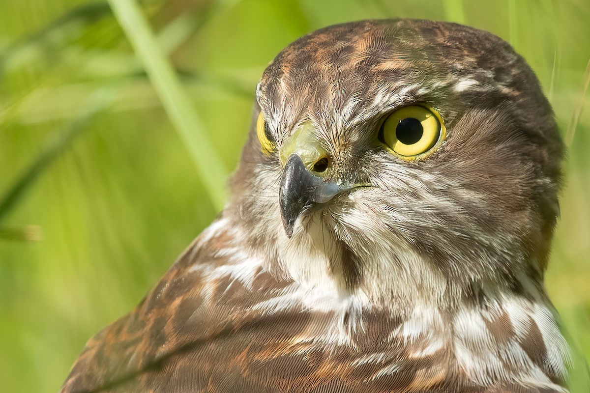 Collared Sparrowhawk - David Irving
