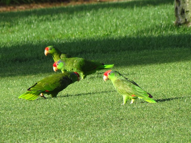 Birds foraging in a golf field; Florida, United States. - Red-crowned Parrot - 
