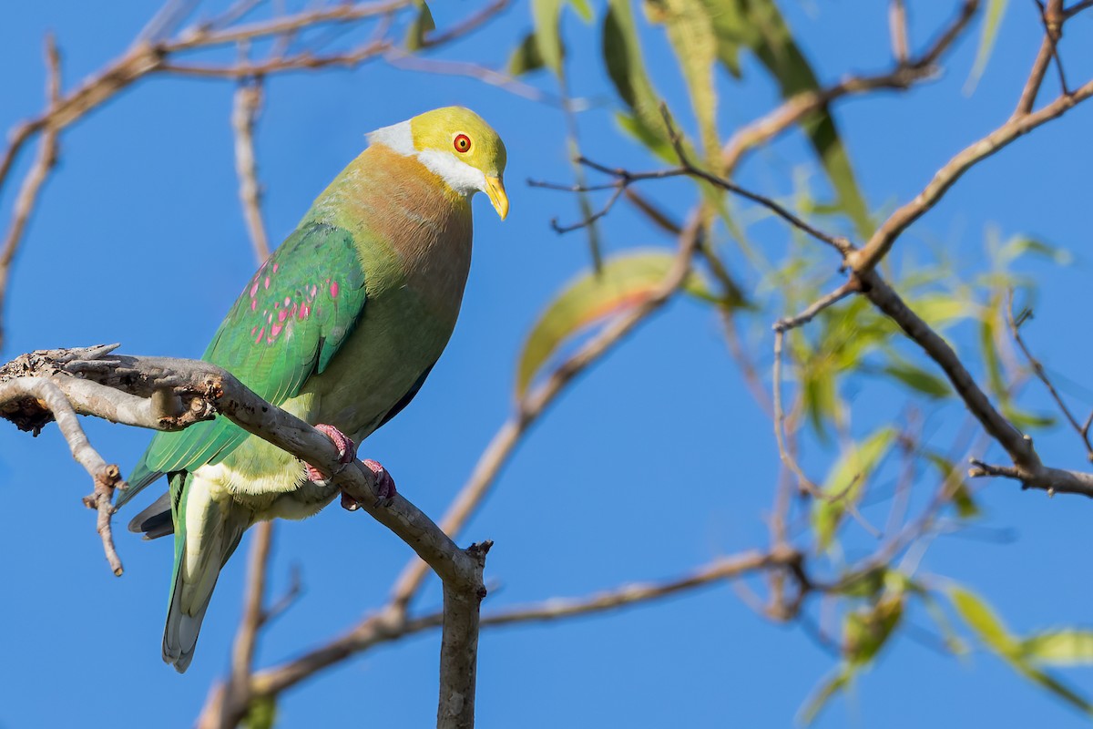 Pink-spotted Fruit-Dove - ML554840831