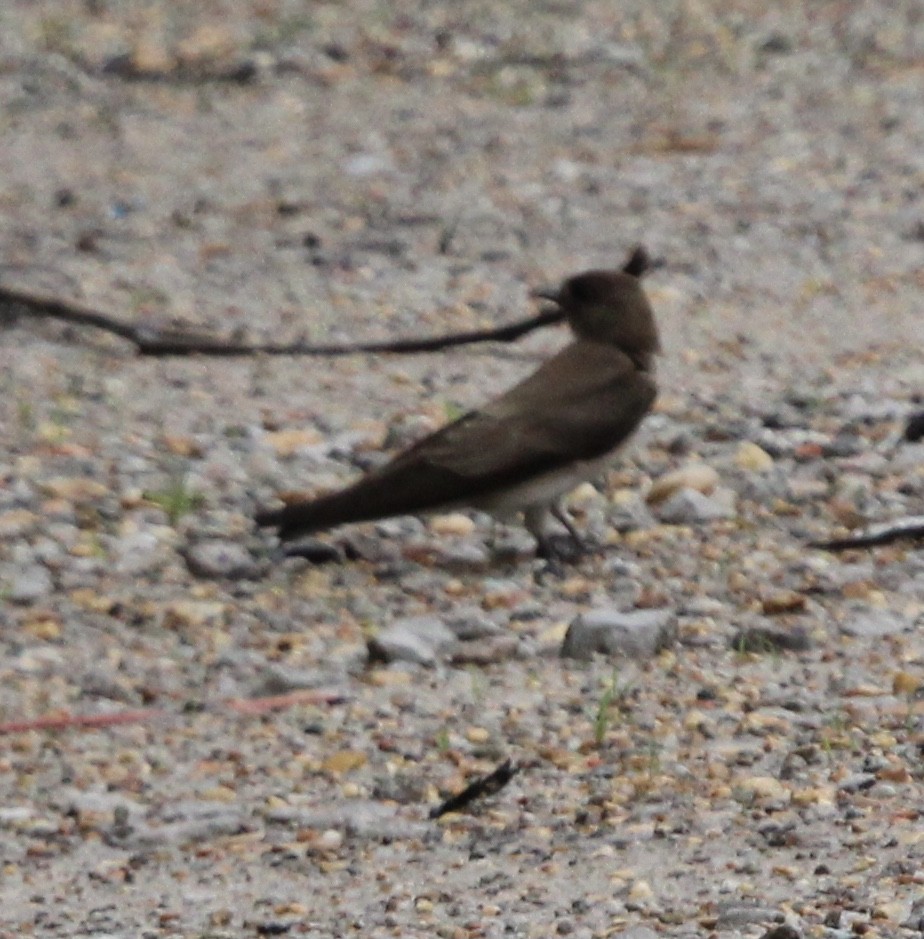 Northern Rough-winged Swallow - ML554843831