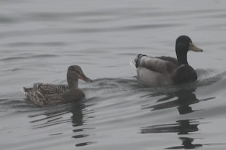 Mallard, ML554849311