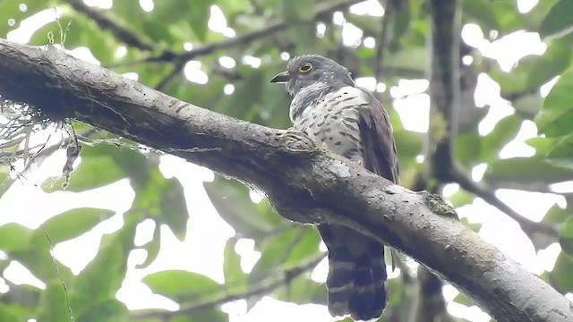 Sulawesi Cuckoo - ML554858061