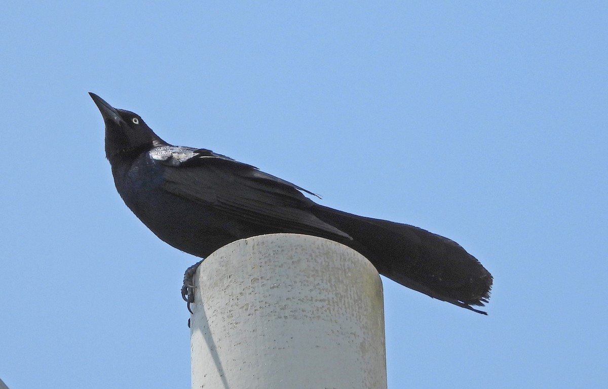 Boat-tailed Grackle - ML554860101