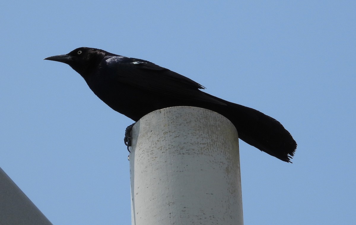 Boat-tailed Grackle - ML554860111