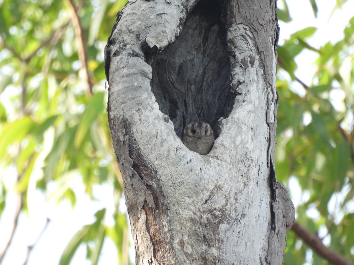 Australian Owlet-nightjar - ML554860261