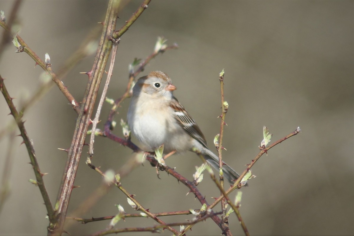 Field Sparrow - ML554861771